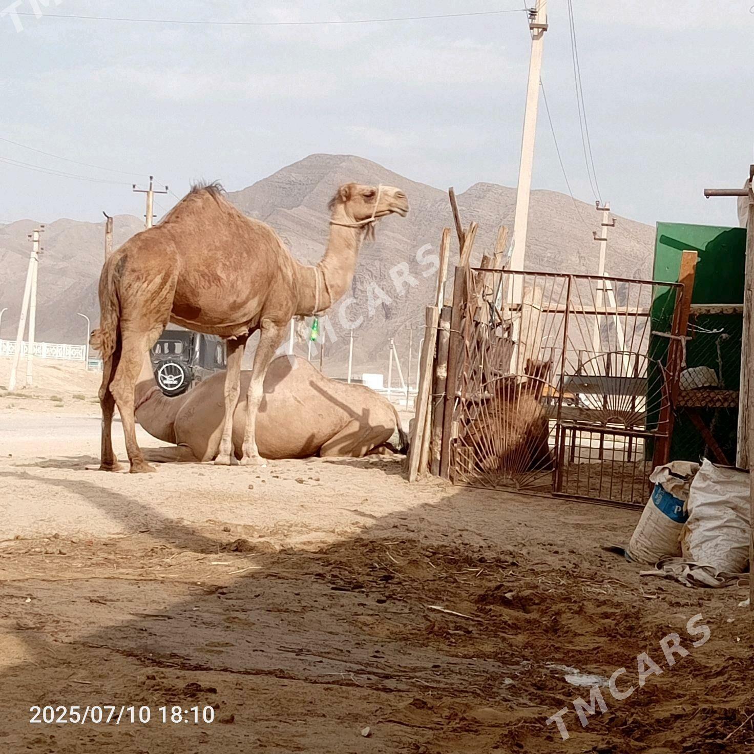 Duye - Jebel - img 3