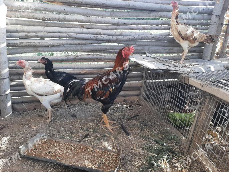 Baysy Horaz Taskent Towk - Baýramaly - img 2