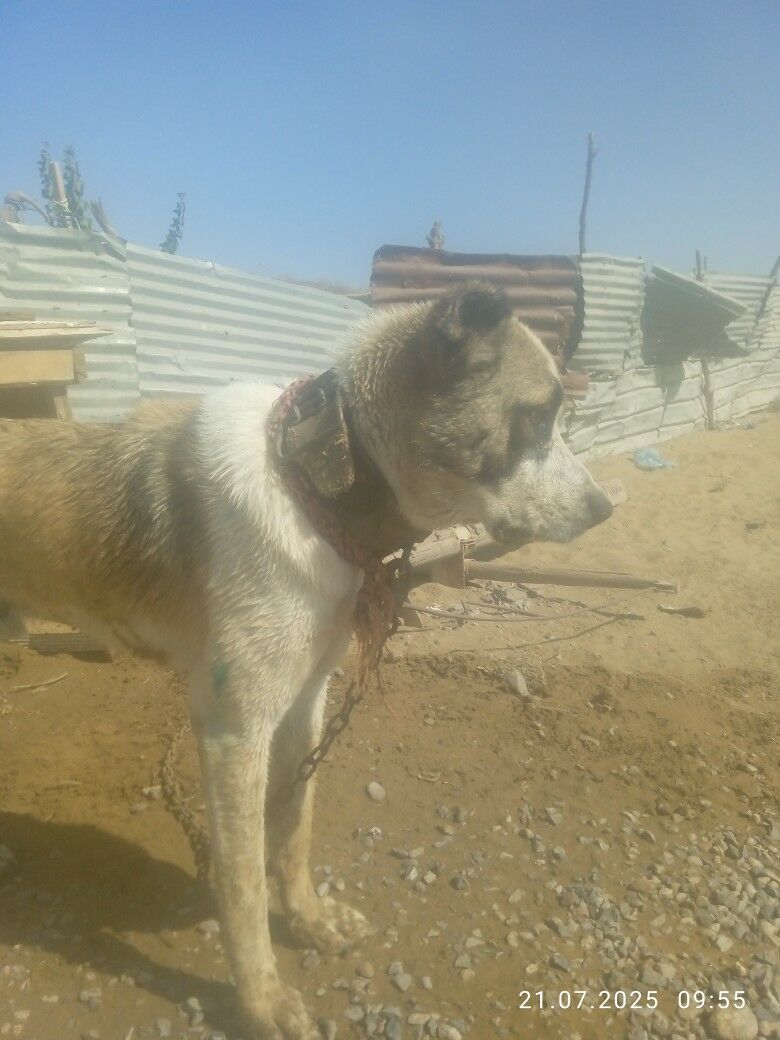 ady boynak özi 1yaş3alyk - Türkmenabat - img 2