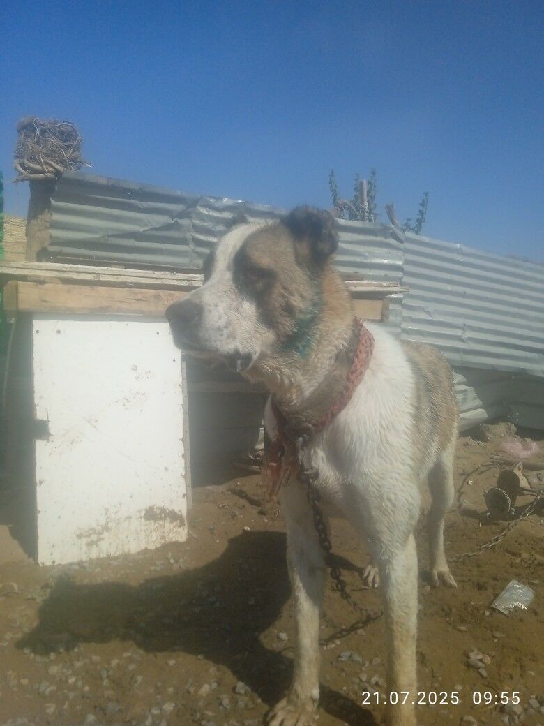 ady boynak özi 1yaş3alyk - Türkmenabat - img 5