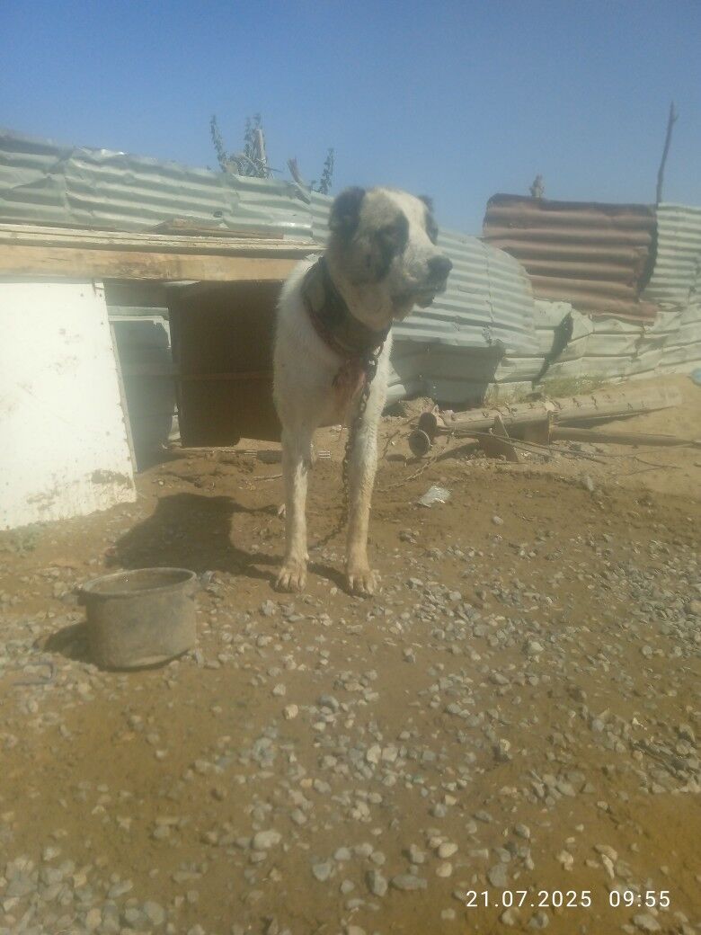 ady boynak özi 1yaş3alyk - Türkmenabat - img 3