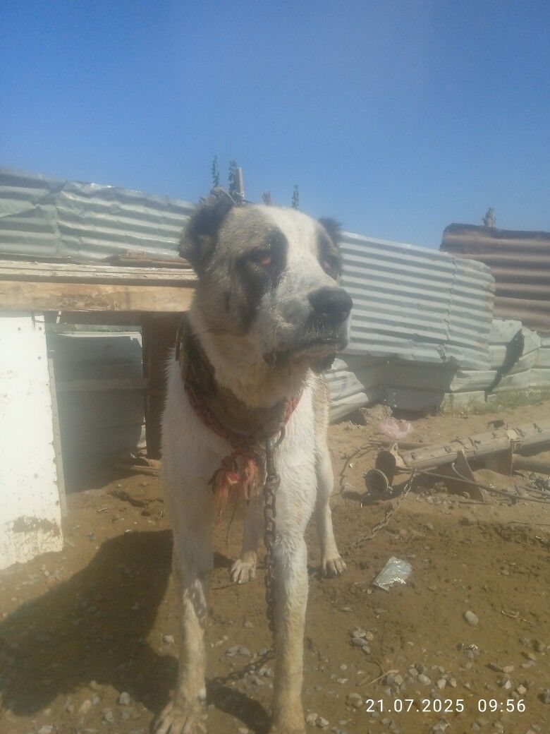 ady boynak özi 1yaş3alyk - Türkmenabat - img 4
