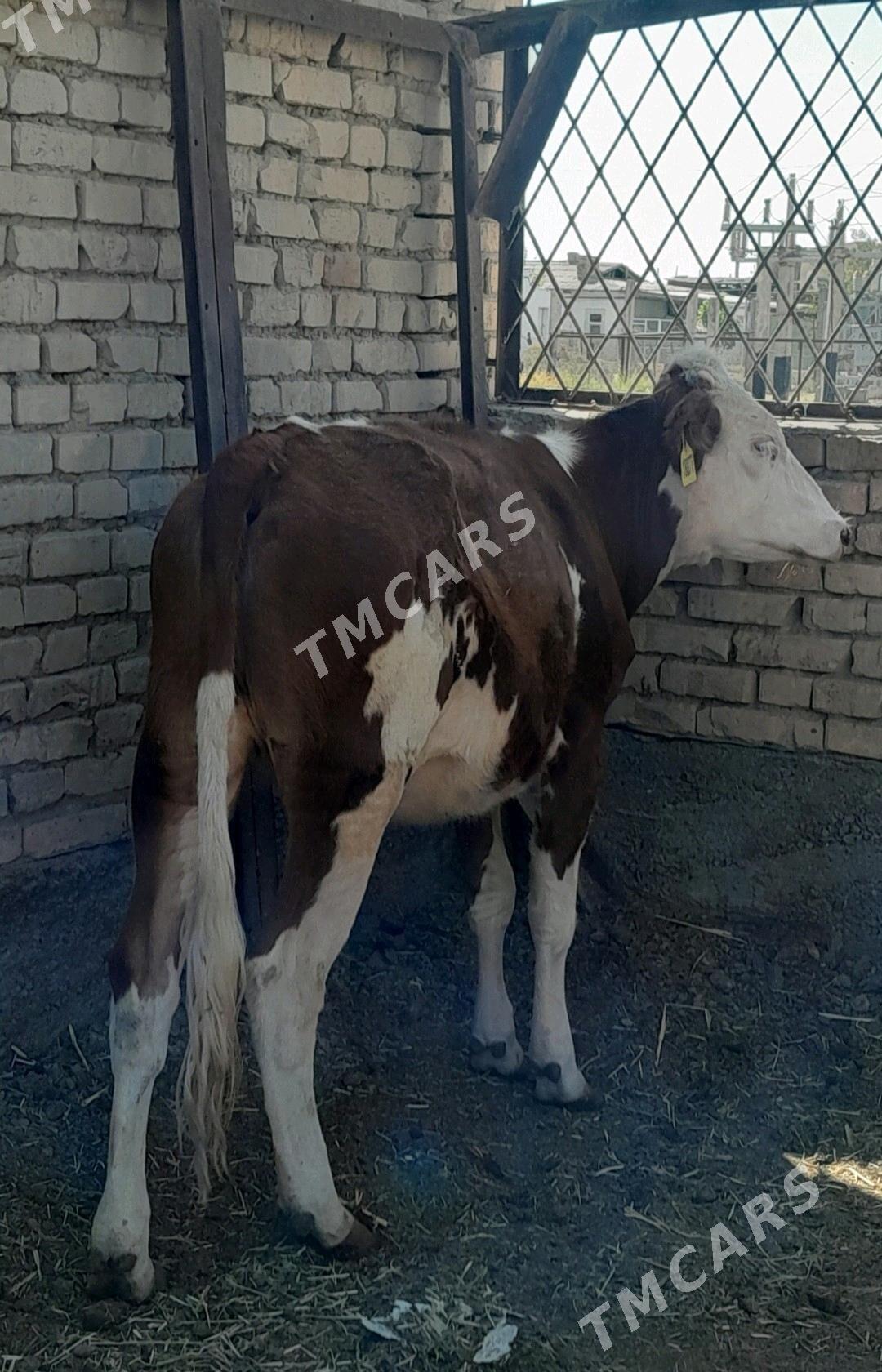 SIMMENTAL TÜWE - Анев - img 2