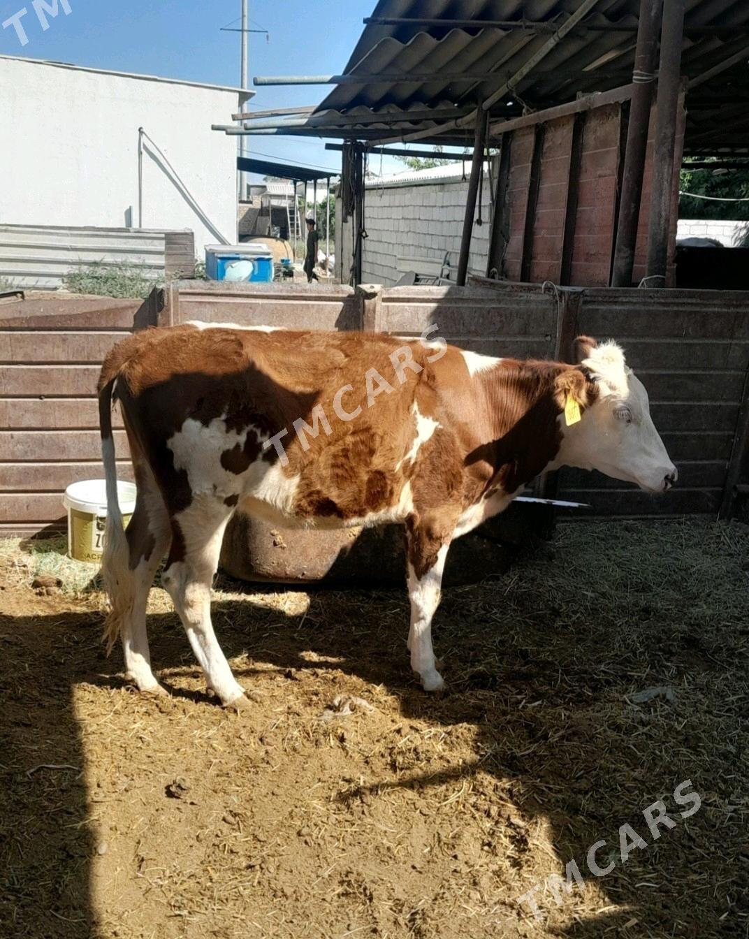 SIMMENTAL TÜWE - Анев - img 3