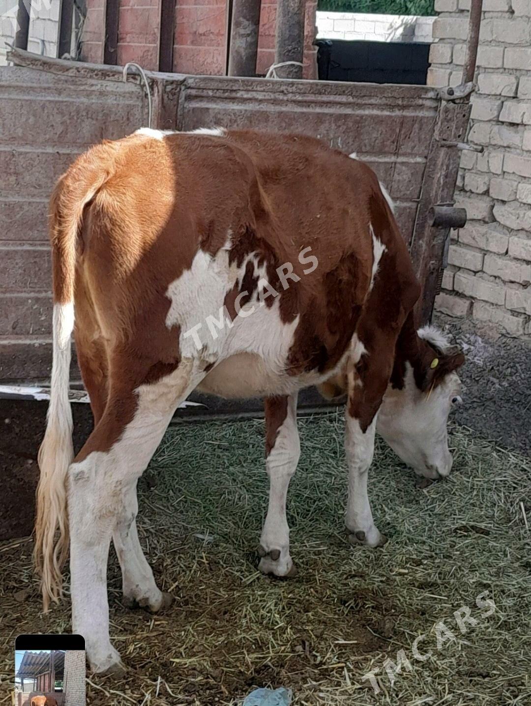 SIMMENTAL TÜWE - Анев - img 4