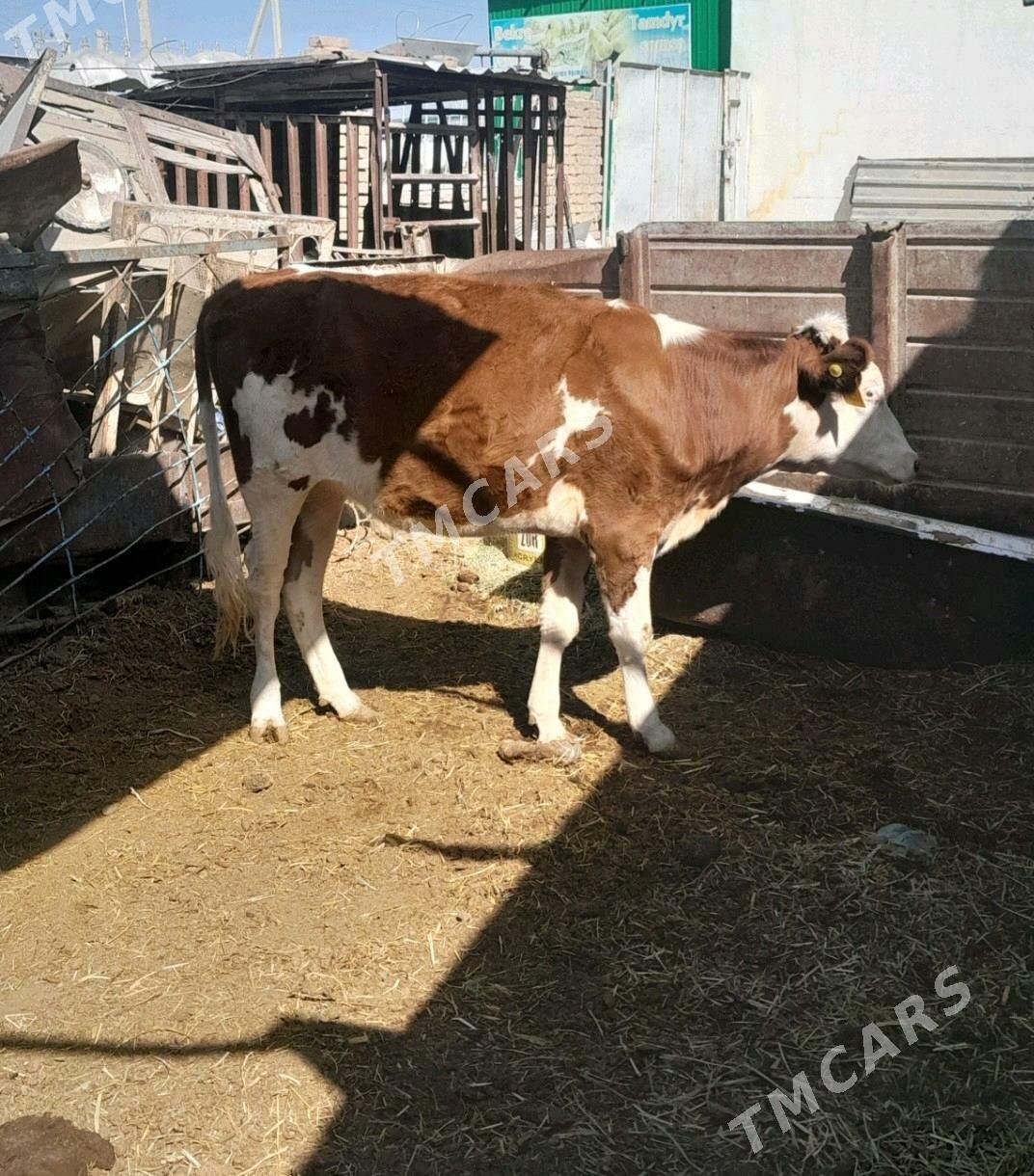 SIMMENTAL TÜWE - Анев - img 6