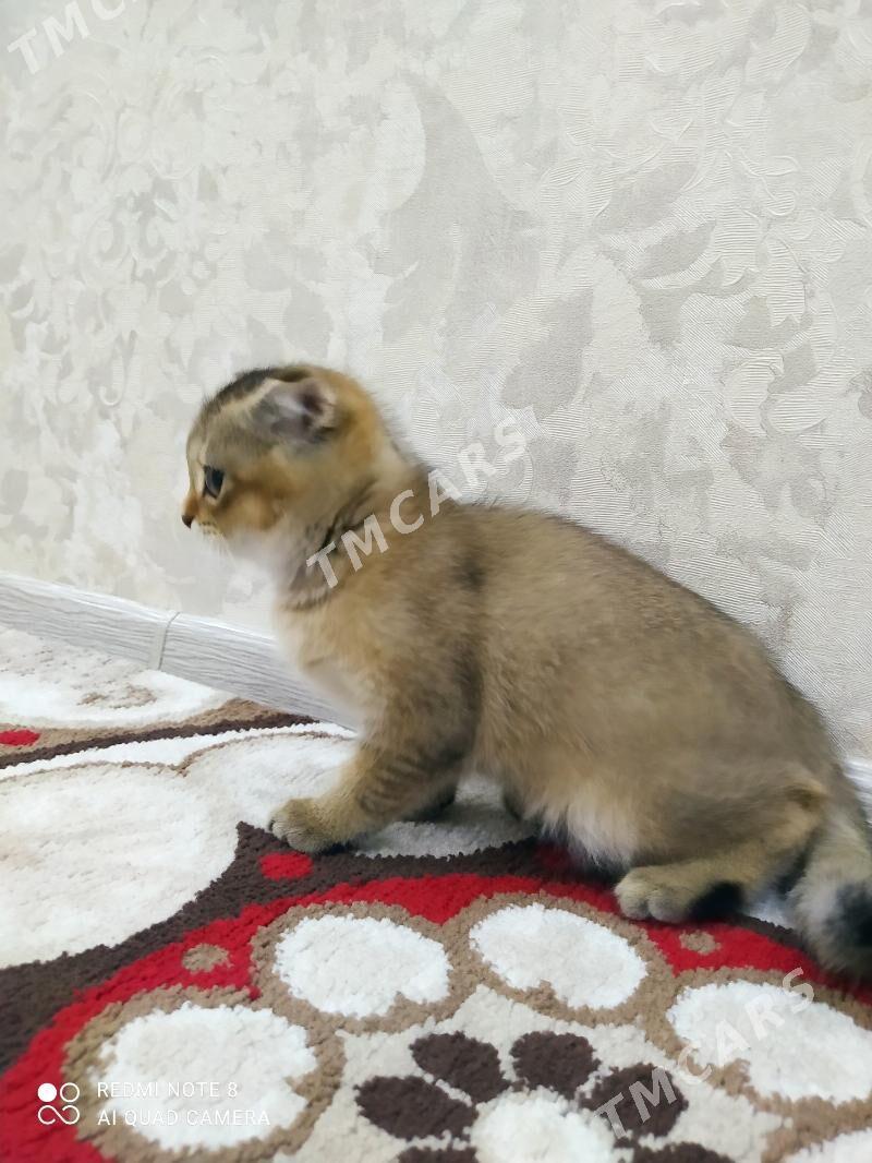 şatlaniskiy pişik - Чоганлы - img 5