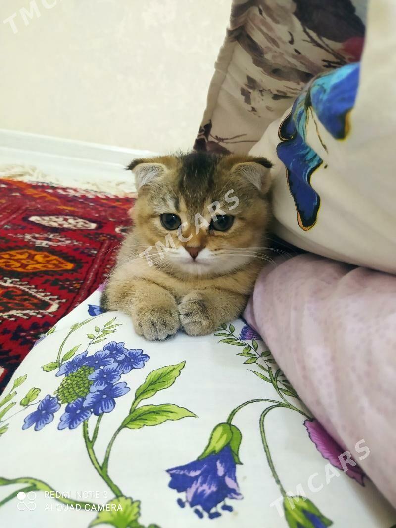şatlaniskiy pişik - Чоганлы - img 2