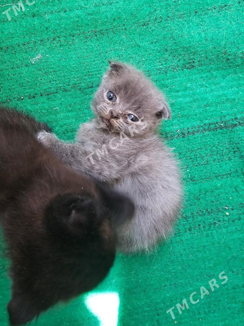 Котята - Türkmenabat - img 2