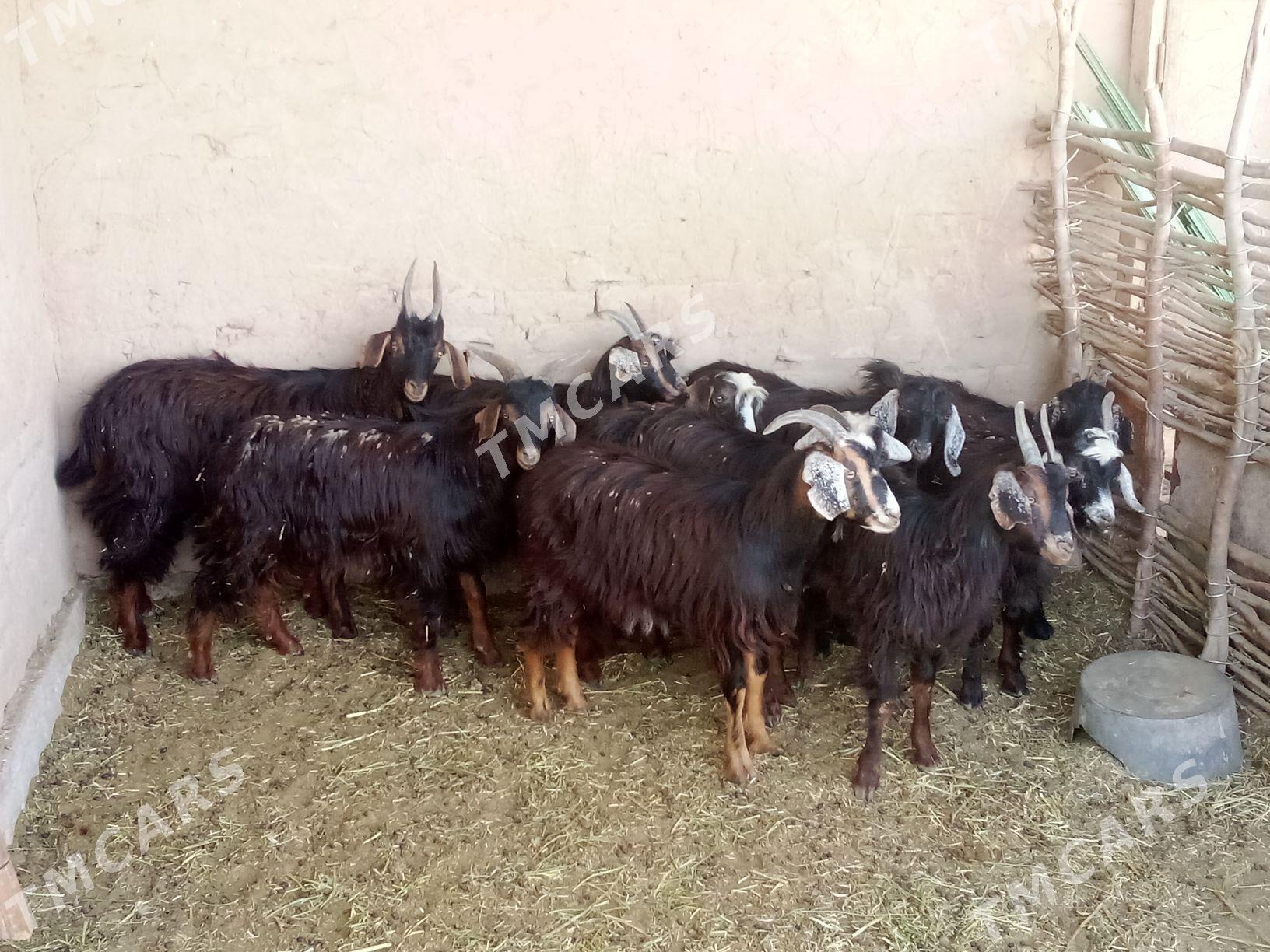 çebiş - Sarahs - img 2