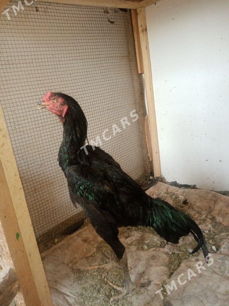 Horazlar baysovyy - Türkmenabat - img 2