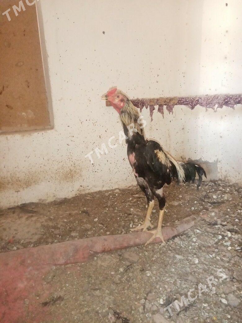 Horazlar baysovyy - Türkmenabat - img 3
