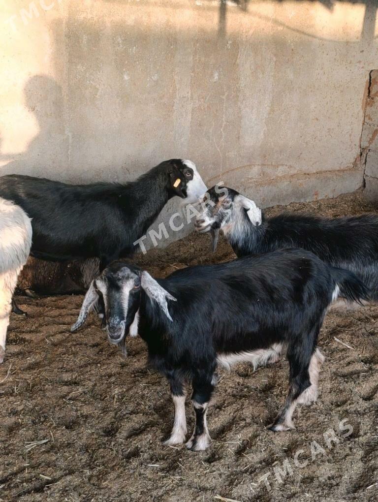 Goŷun geçiler tohum mallar - Bagyr - img 4