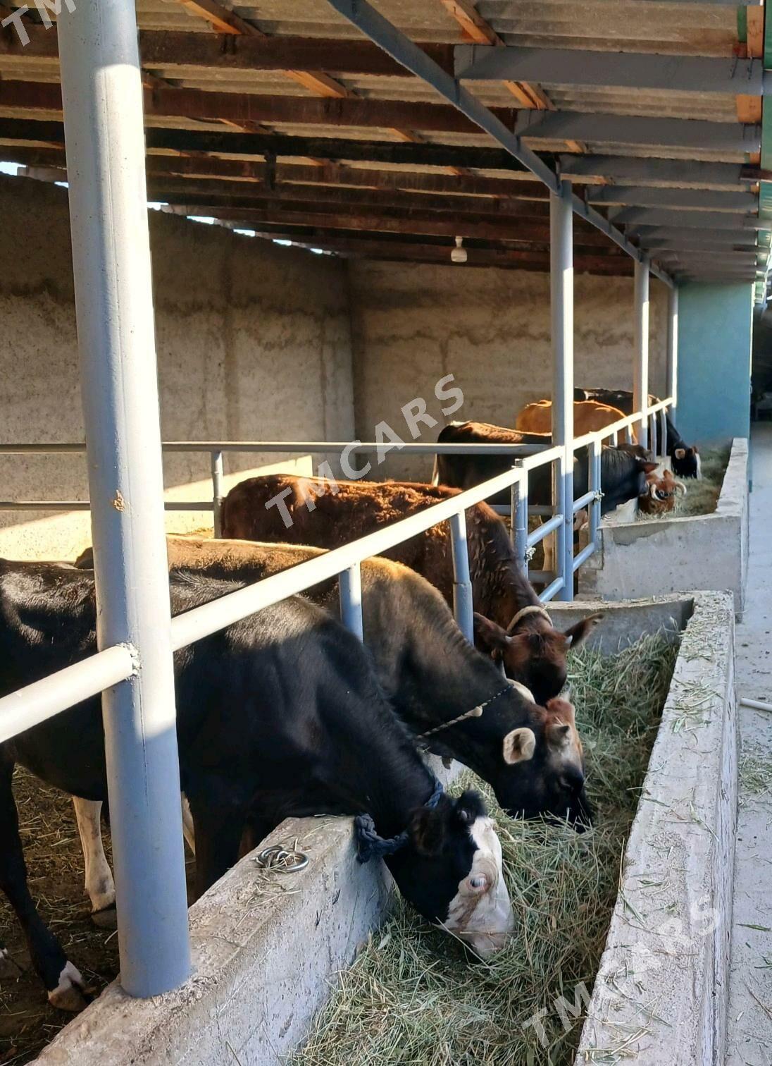 Okuzler we tuweler - Büzmeýin - img 6