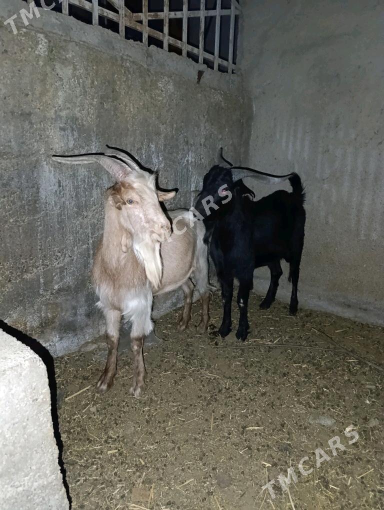 Goŷun geçiler tohum mallar - Bagyr - img 8