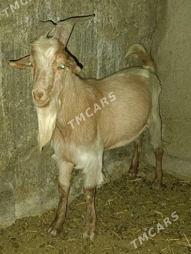 Goŷun geçiler tohum mallar - Bagyr - img 9