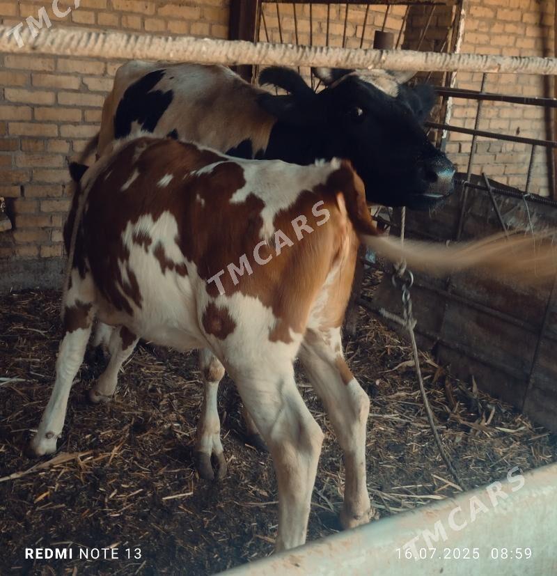 Ojekli Sygyr - Türkmenabat - img 7
