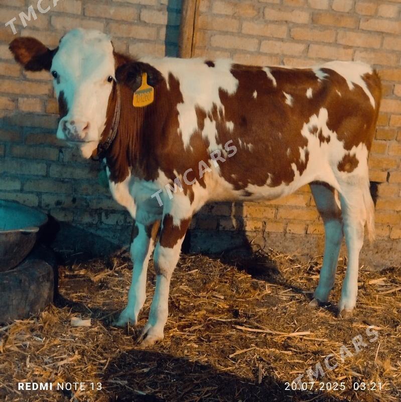 Ojekli Sygyr - Türkmenabat - img 2