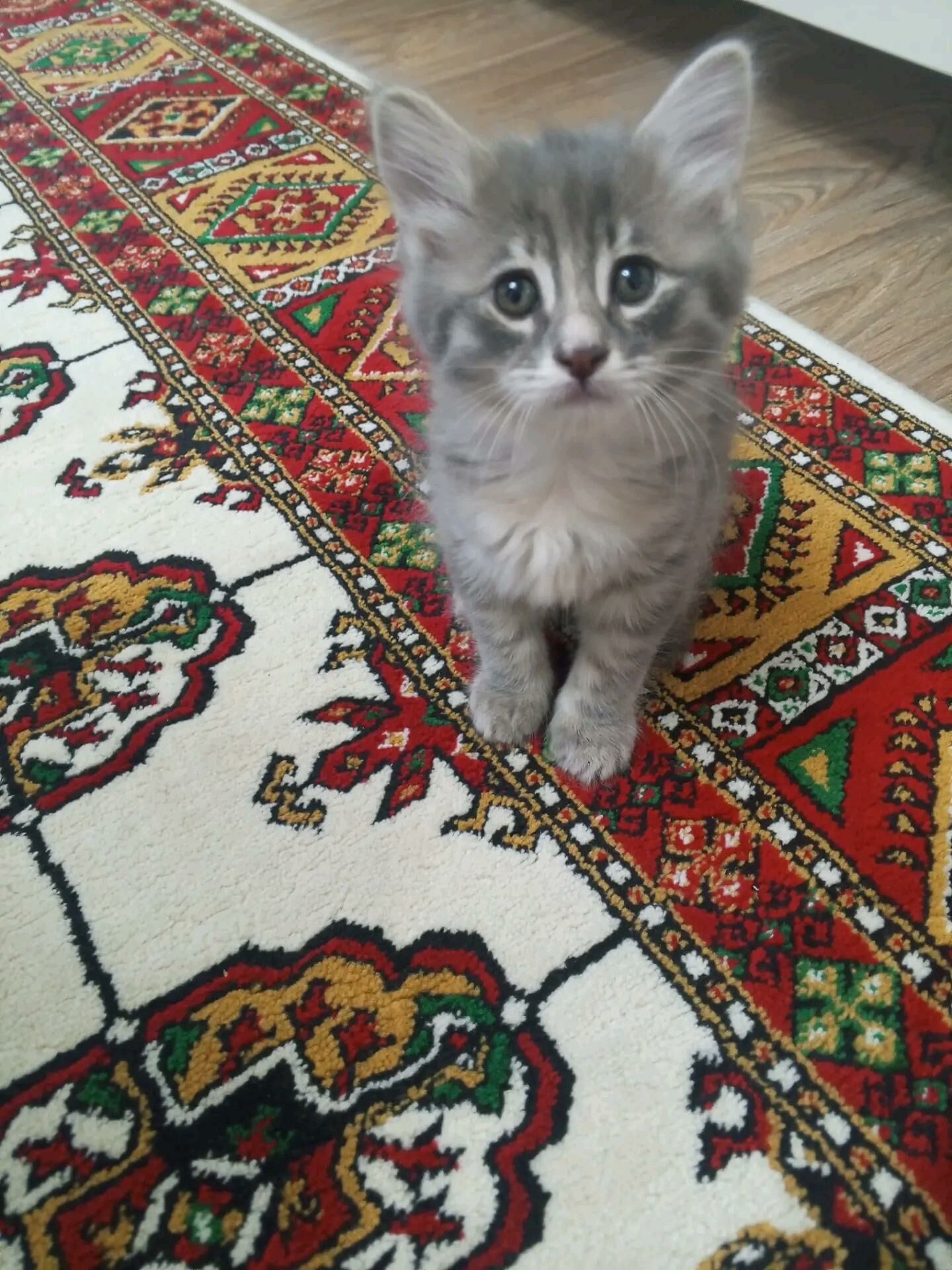 котята - Aşgabat - img 5
