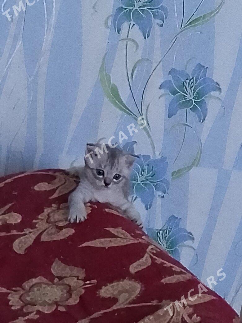 шотландские котята - Туркменабат - img 4