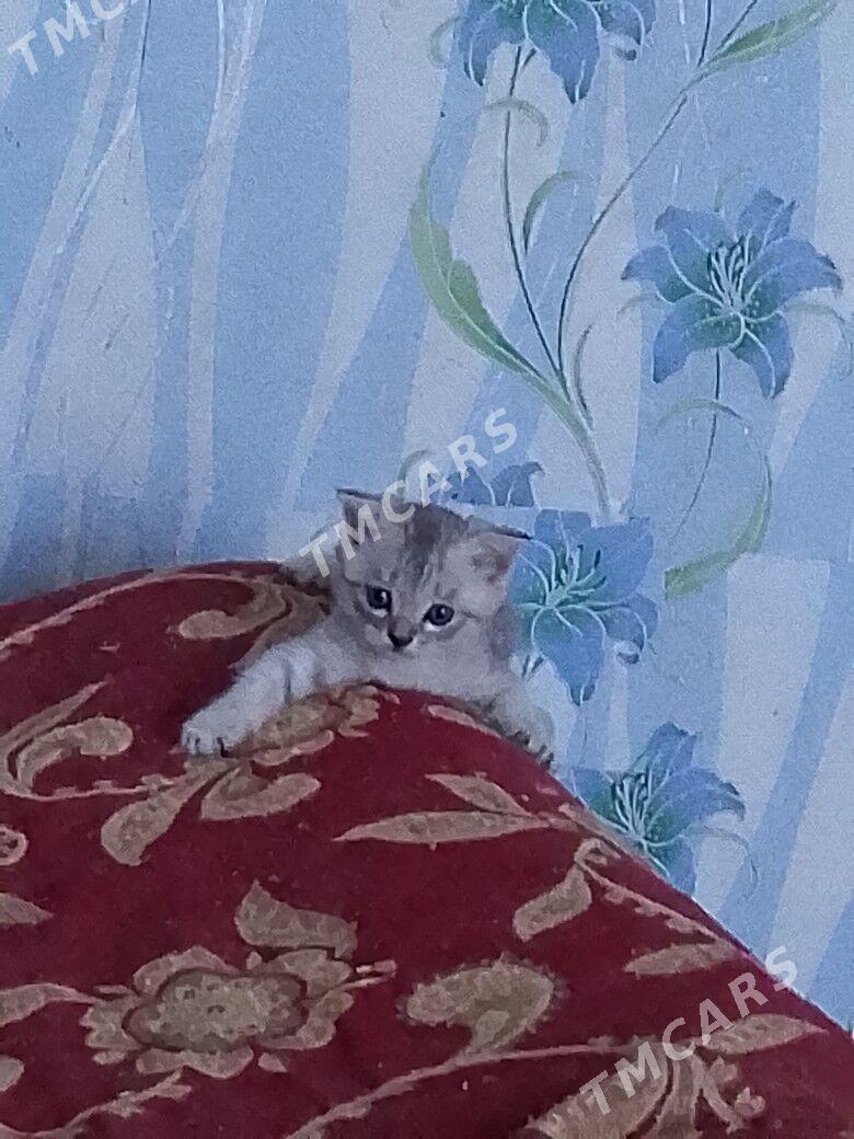 шотландские котята - Туркменабат - img 2