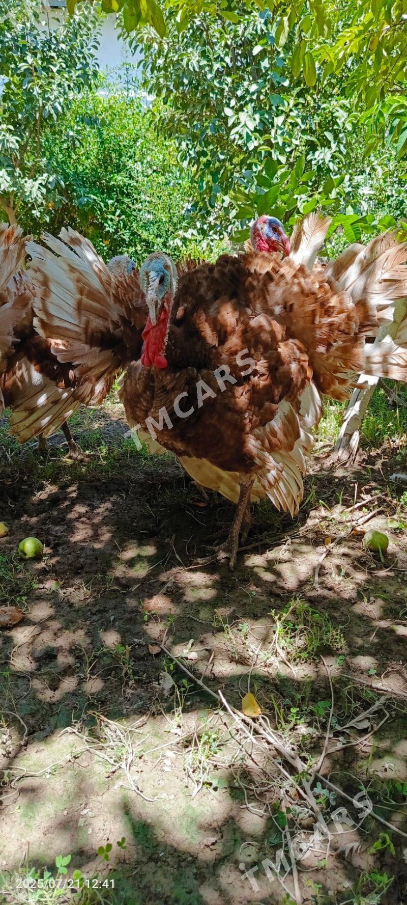 Arassa paroda ındyuk 6 aylyk - Daşoguz - img 2