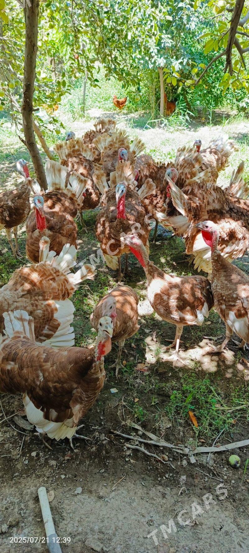 Arassa paroda ındyuk 6 aylyk - Daşoguz - img 9