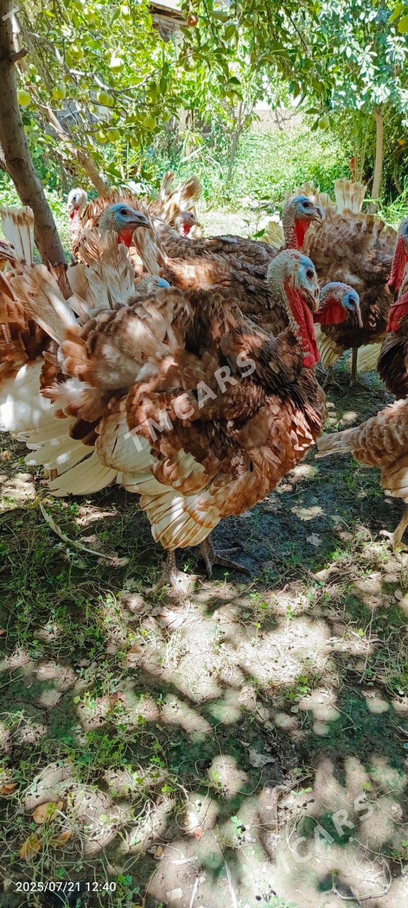 Arassa paroda ındyuk 6 aylyk - Daşoguz - img 3