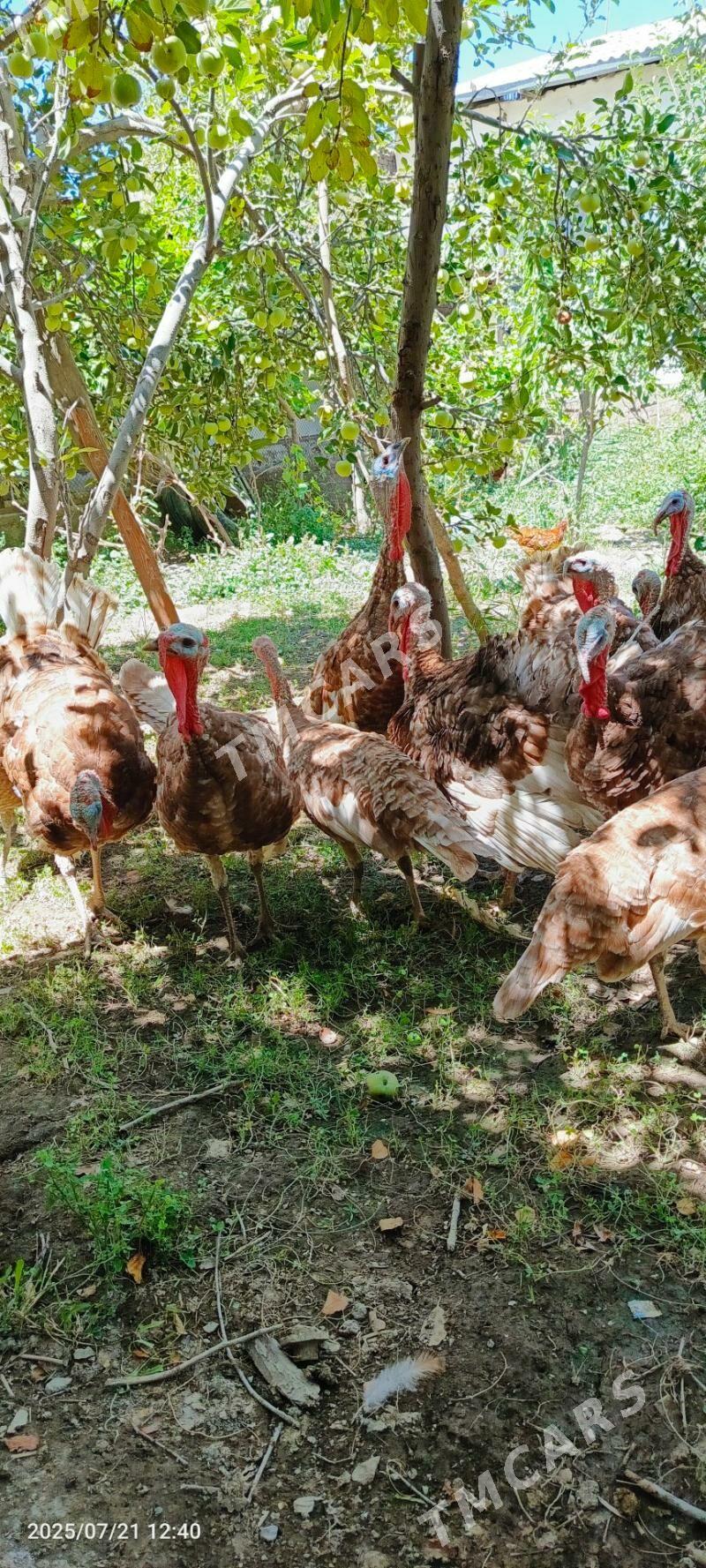 Arassa paroda ındyuk 6 aylyk - Daşoguz - img 8
