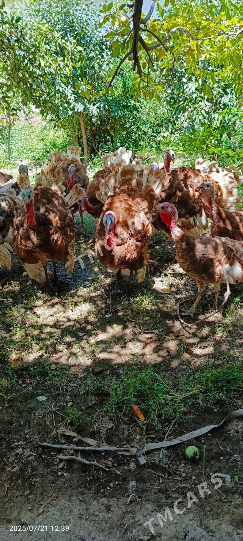 Arassa paroda ındyuk 6 aylyk - Daşoguz - img 5