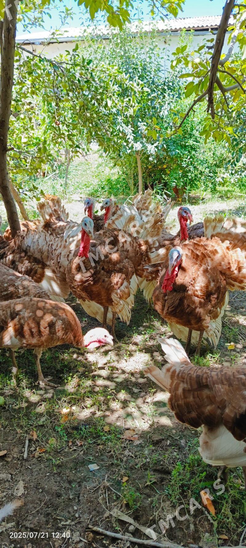 Arassa paroda ındyuk 6 aylyk - Daşoguz - img 4