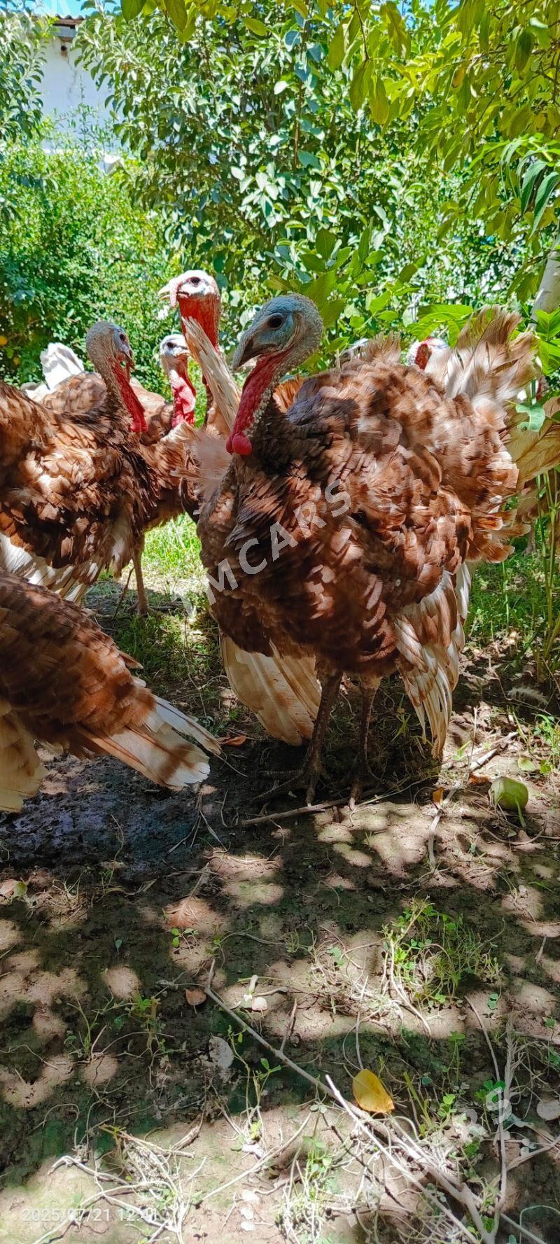 Arassa paroda ındyuk 6 aylyk - Daşoguz - img 6