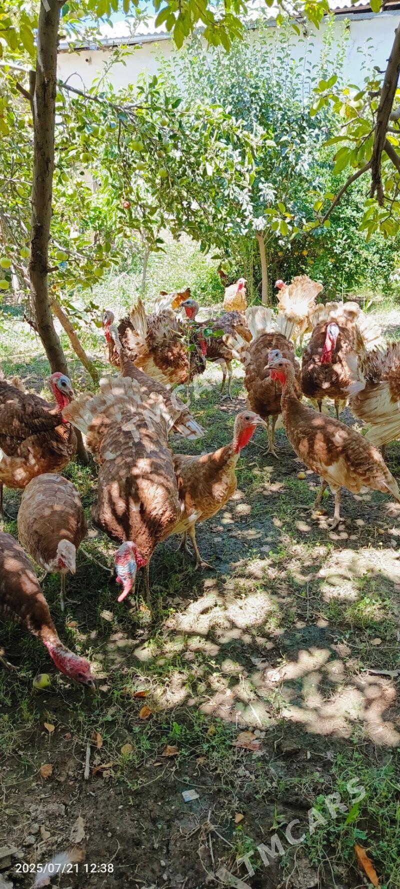Arassa paroda ındyuk 6 aylyk - Daşoguz - img 7