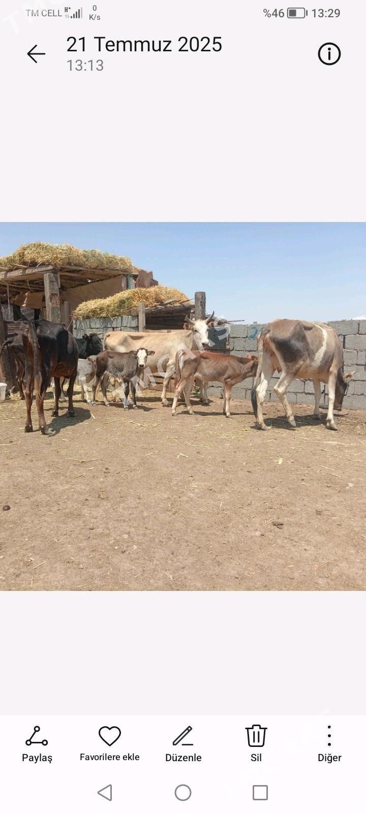 Таналы сыгыр - Jebel - img 2