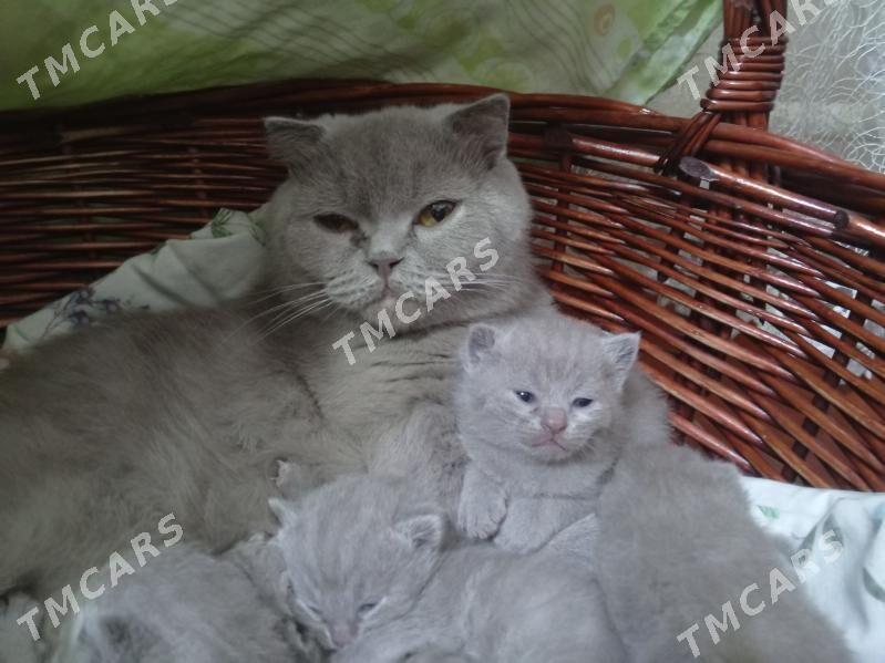 Шотландские котята - Ашхабад - img 5