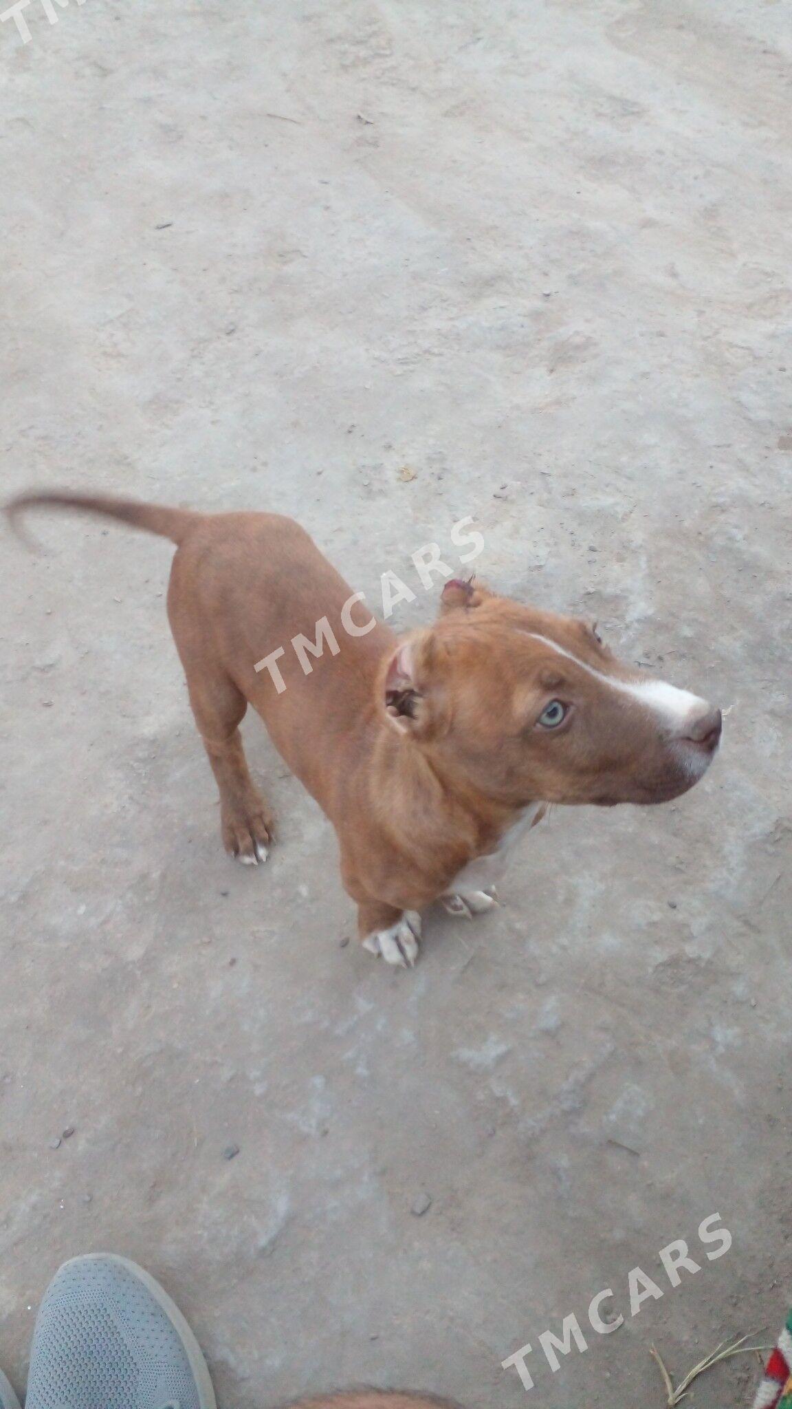 Pitbul - Гурбансолтан Едже - img 4