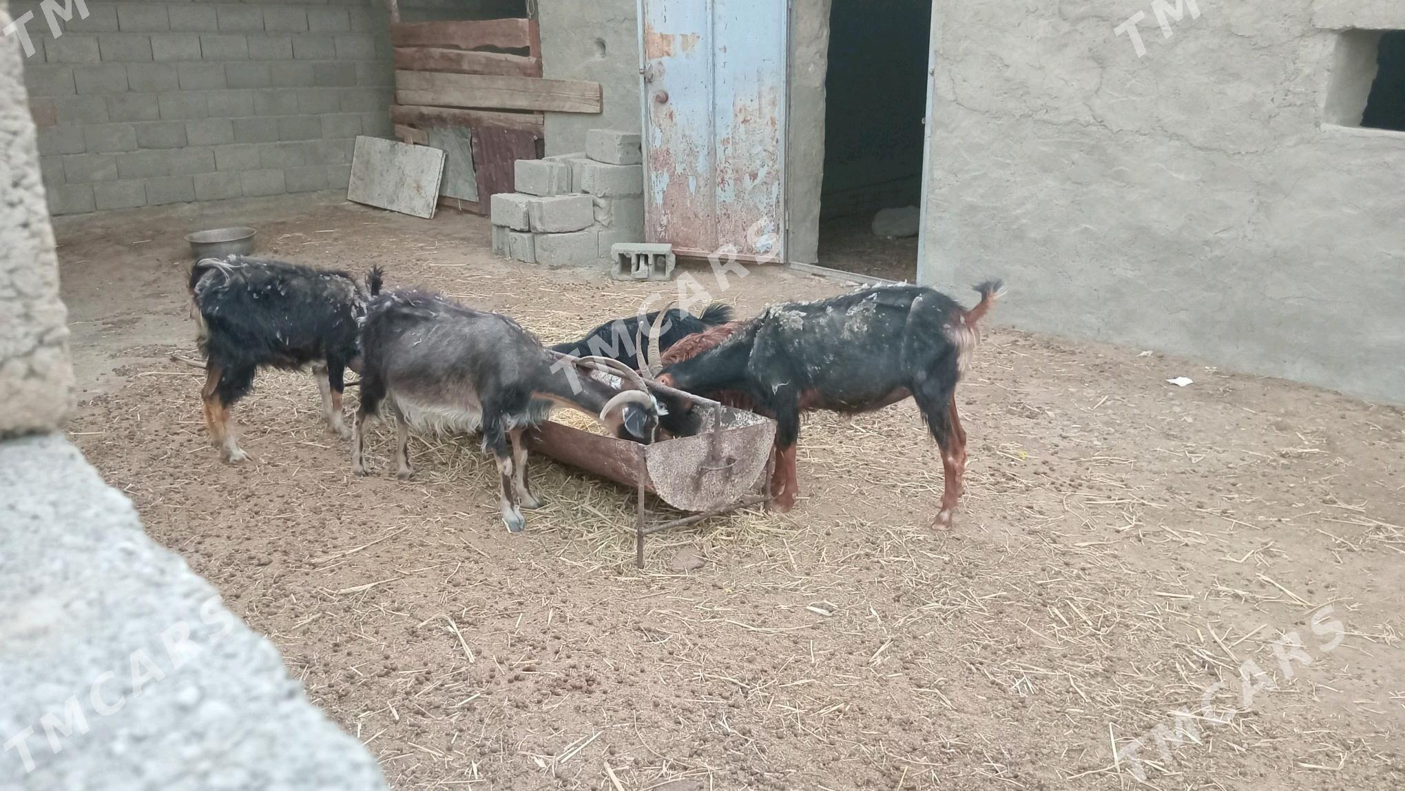 geçi - Bereket - img 2
