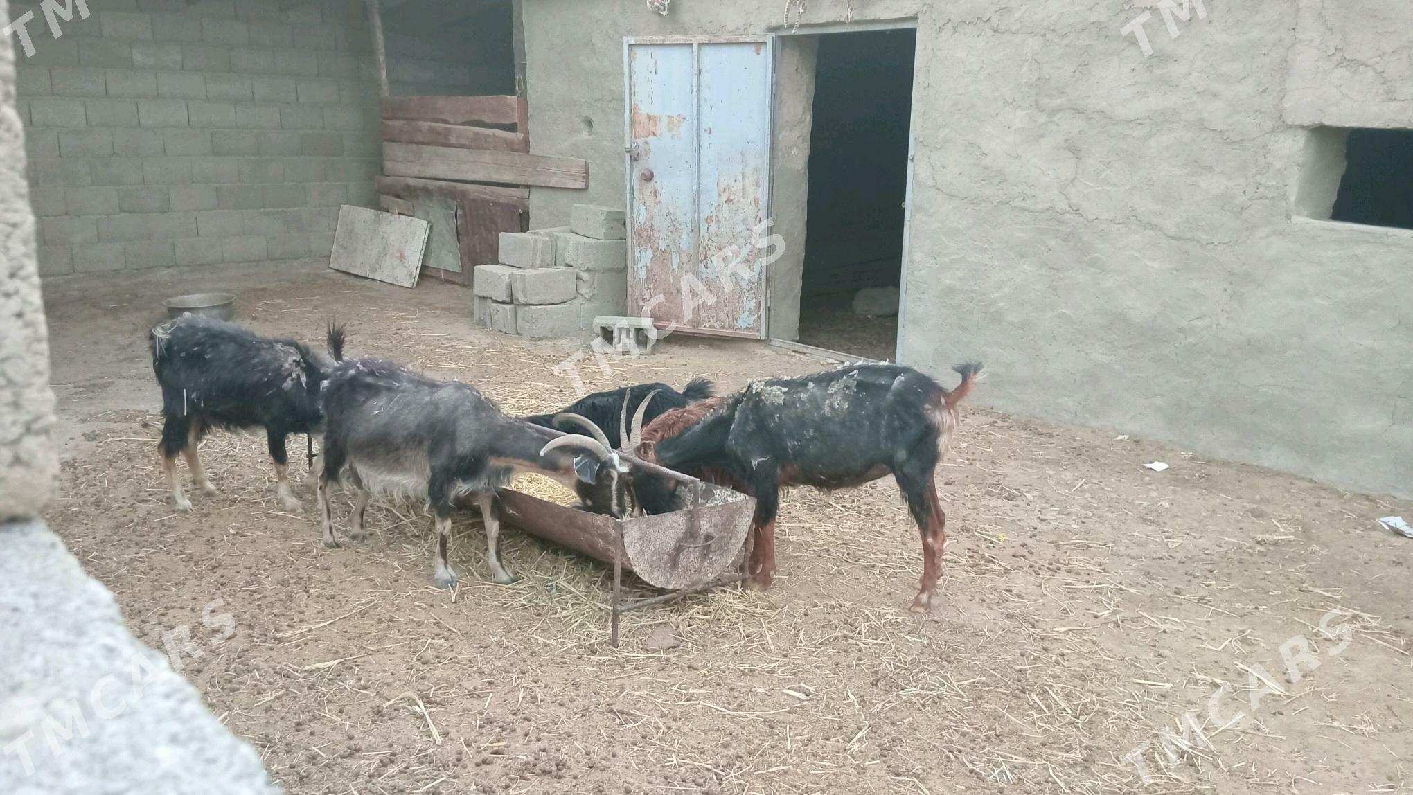 geçi - Bereket - img 3