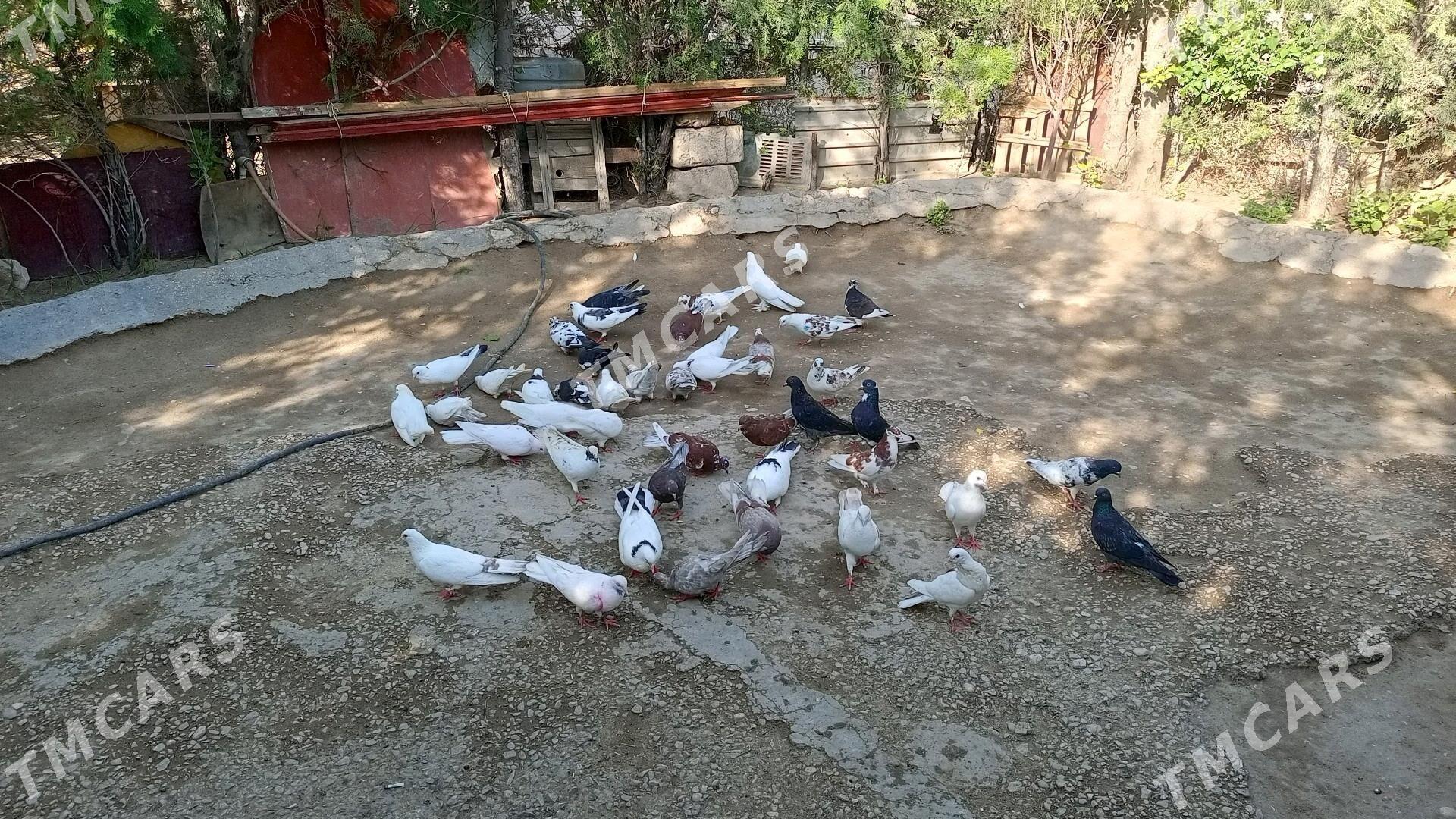 Satlyk kepderi - Balkanabat - img 3