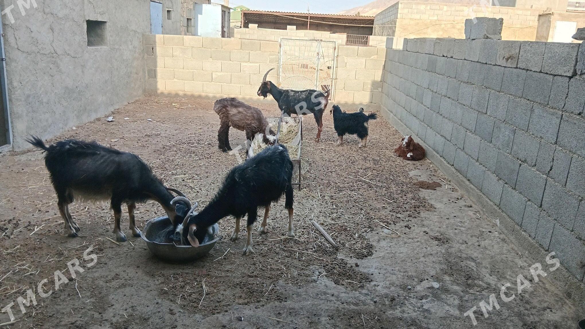 geçi - Bereket - img 5