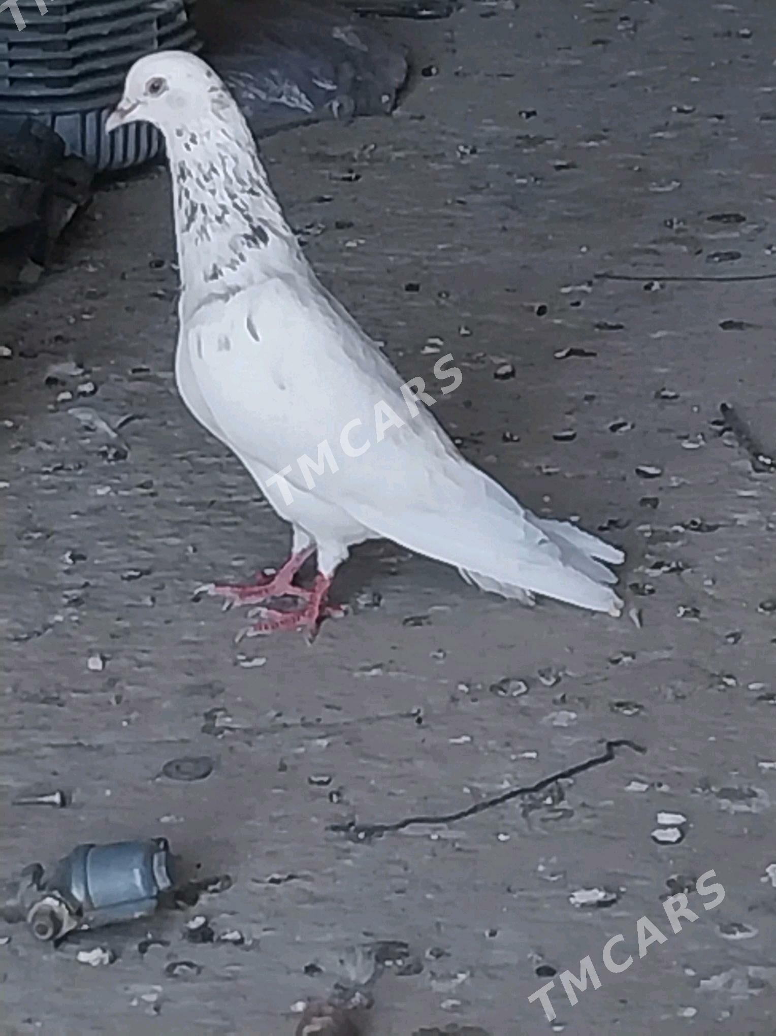 kepderi - Gyzylarbat - img 2