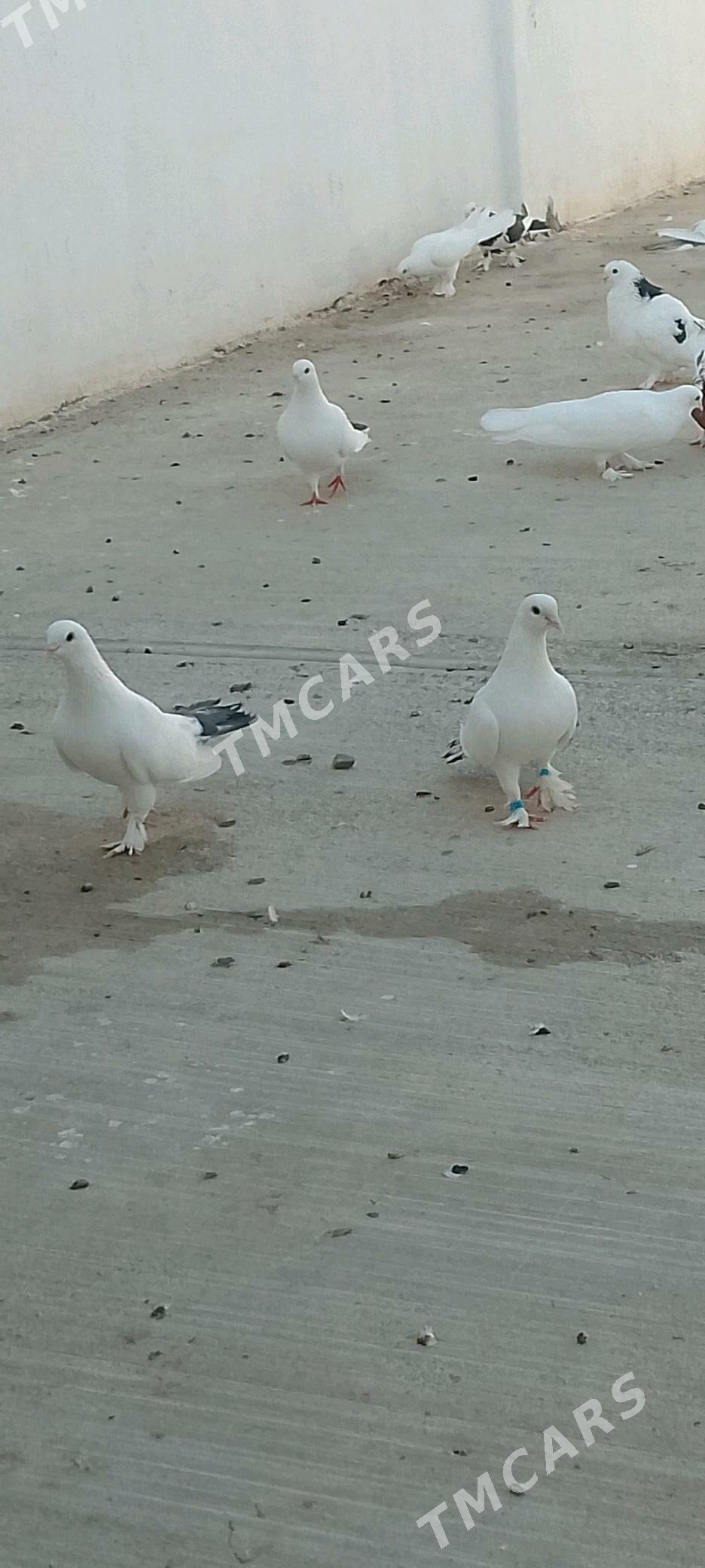 kepderi - Çoganly - img 3