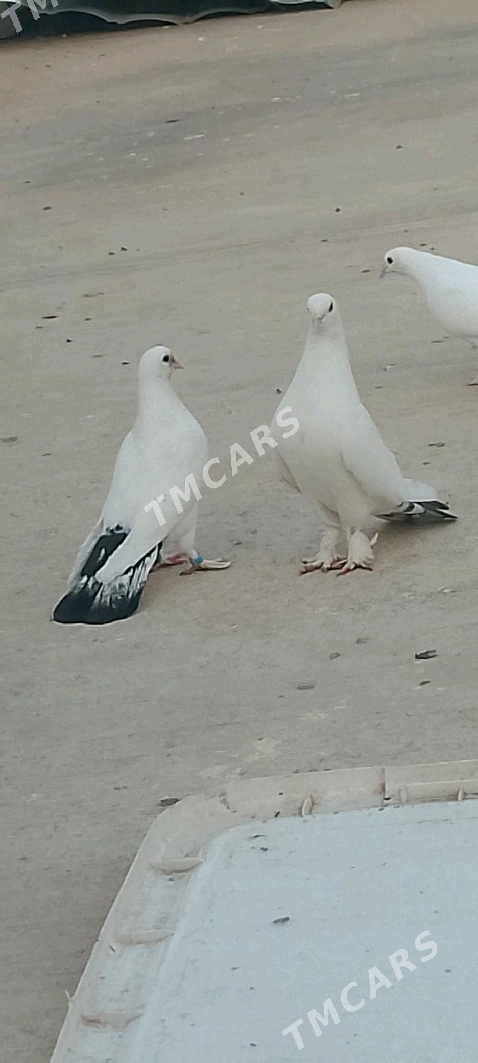 kepderi - Çoganly - img 2