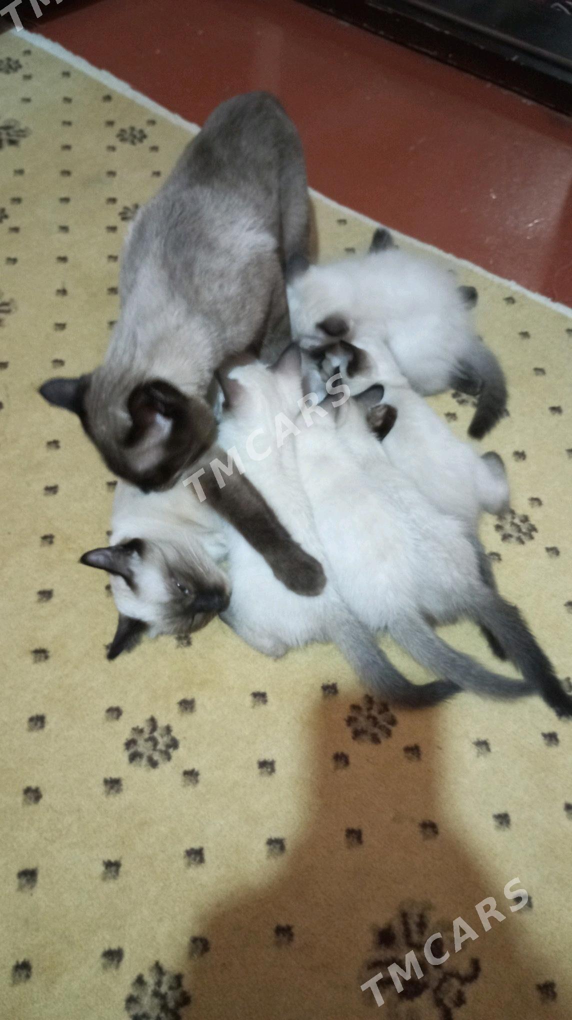 сиамские котята - Дашогуз - img 3