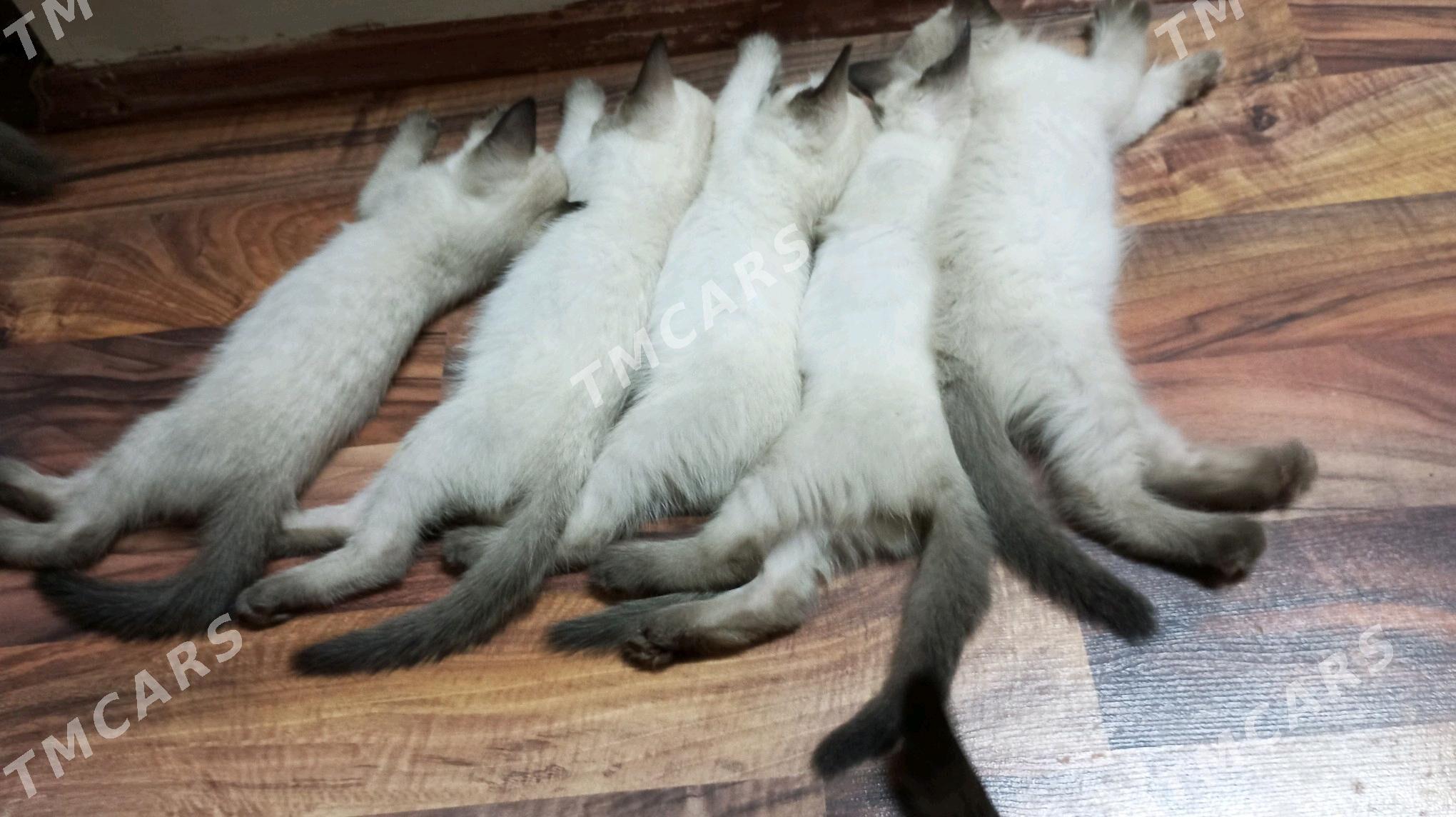 сиамские котята - Дашогуз - img 2