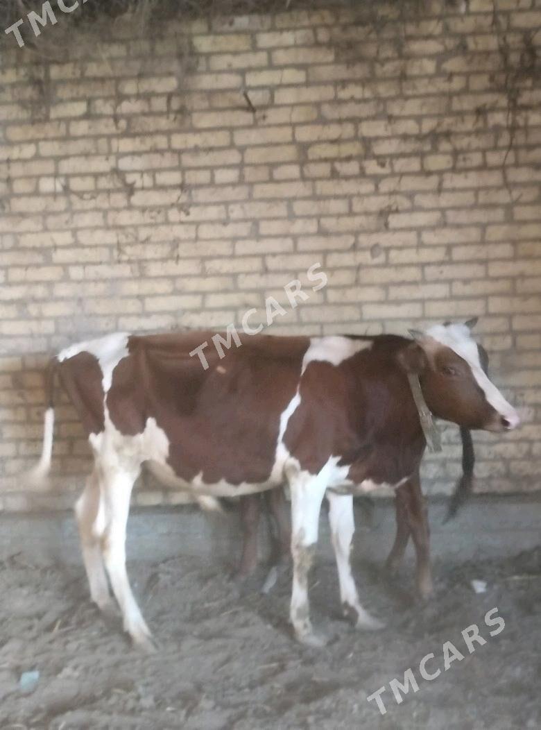 окузче все окуз - Çärjew - img 6