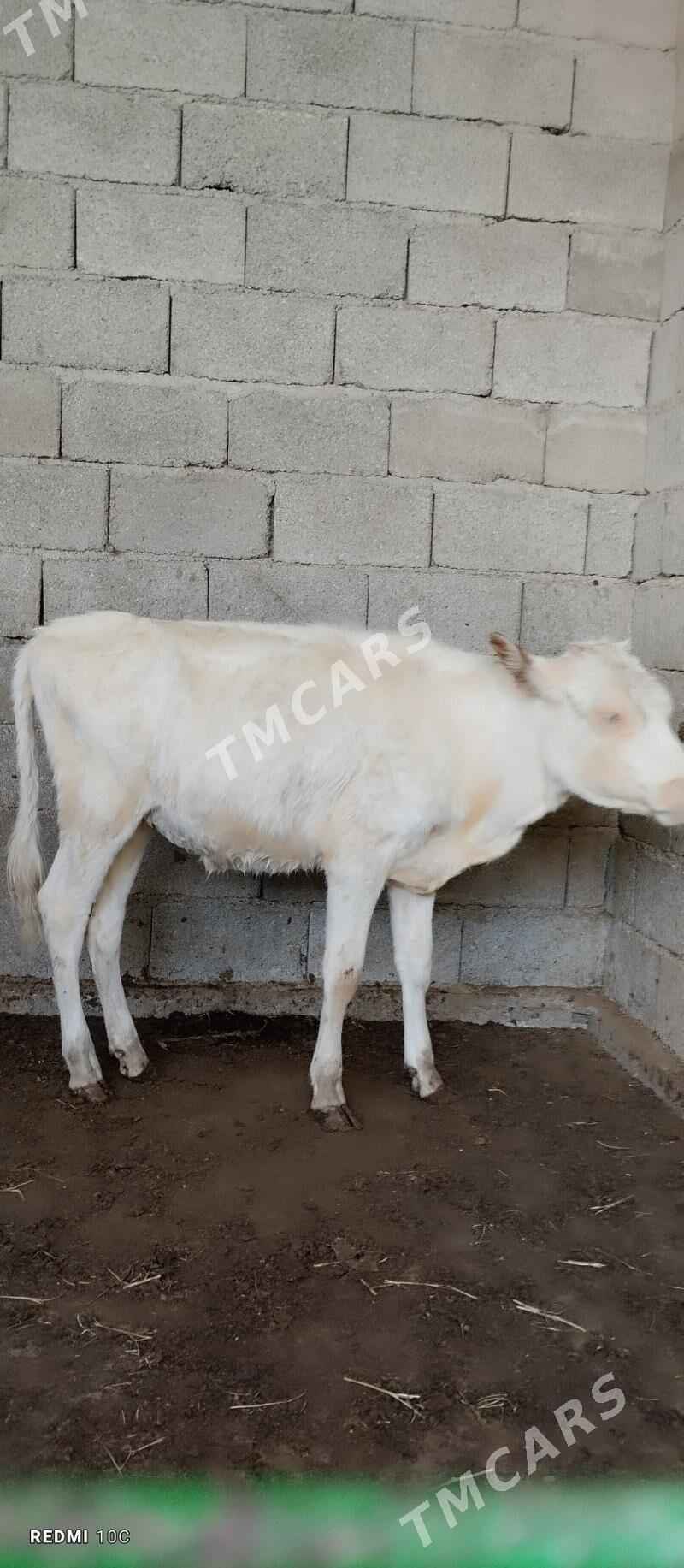 tuve - Aşgabat - img 5