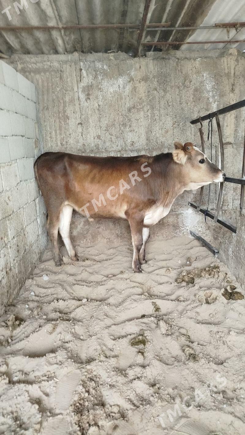 Gibrit öküzler - Бузмеин - img 2