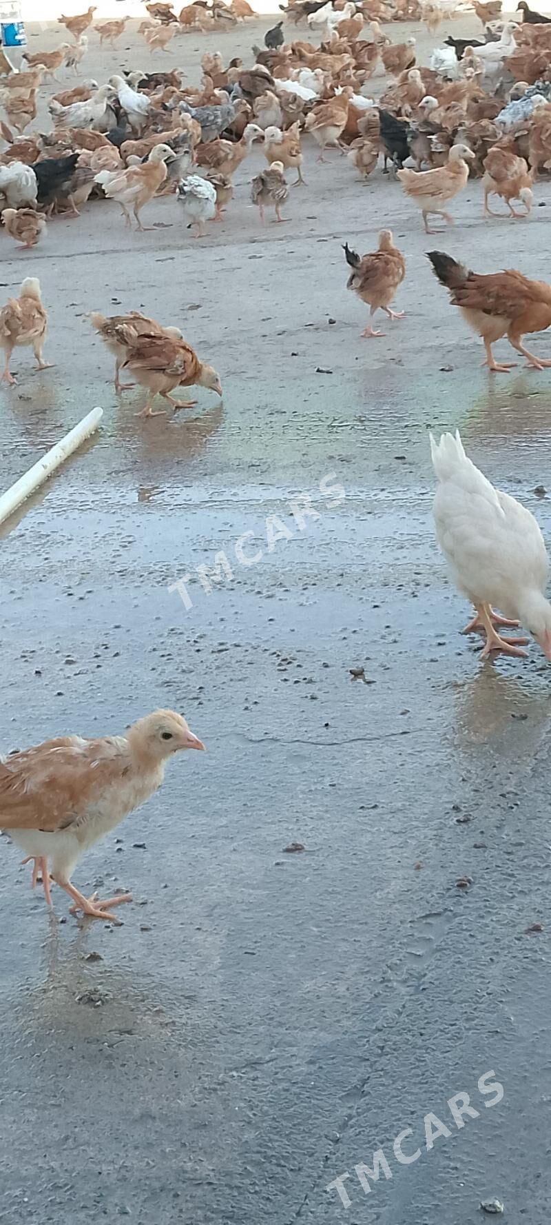 juyje - Çoganly - img 3