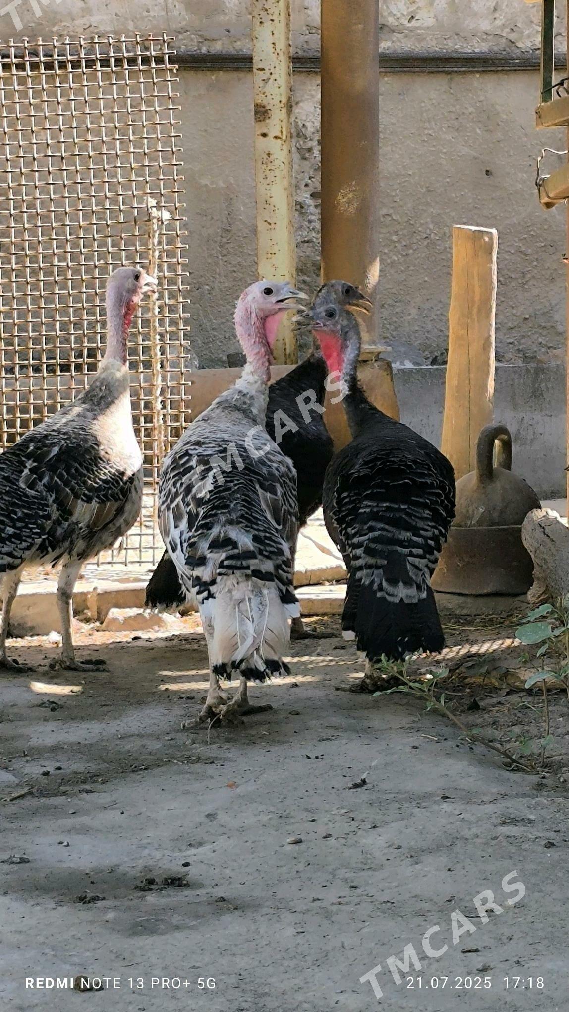 induk - Gökdepe - img 3